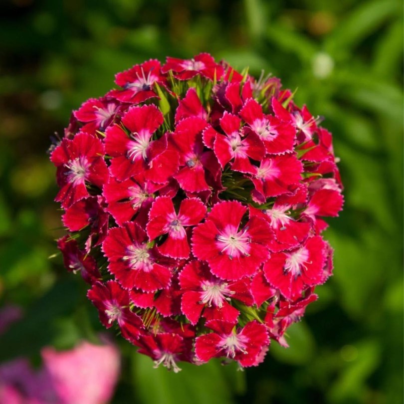 Törökszegfű Scarlet Beauty, Dianthus barbatus , virág